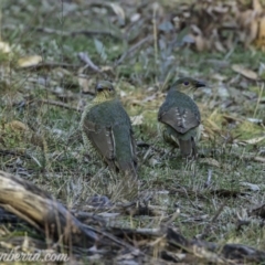 Ptilonorhynchus violaceus at Hughes, ACT - 15 Jul 2019