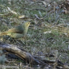 Ptilonorhynchus violaceus at Hughes, ACT - 15 Jul 2019