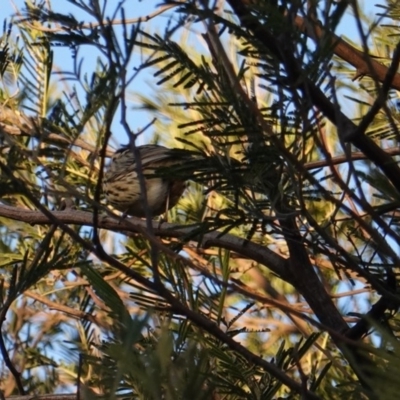 Pyrrholaemus sagittatus (Speckled Warbler) at Red Hill to Yarralumla Creek - 18 Jul 2019 by JackyF