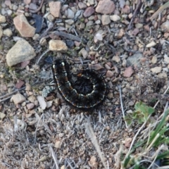 Apina callisto (Pasture Day Moth) at Red Hill to Yarralumla Creek - 19 Jul 2019 by JackyF