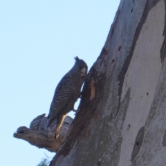 Callocephalon fimbriatum (Gang-gang Cockatoo) at GG38 - 19 Jul 2019 by JackyF