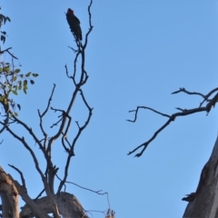 Callocephalon fimbriatum at Hughes, ACT - 19 Jul 2019