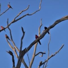 Platycercus elegans (Crimson Rosella) at Red Hill to Yarralumla Creek - 18 Jul 2019 by JackyF