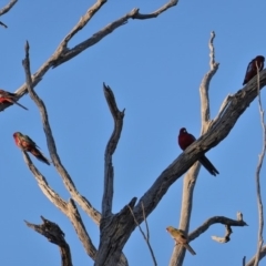 Platycercus elegans at Deakin, ACT - 18 Jul 2019