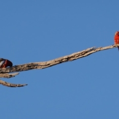 Platycercus elegans at Deakin, ACT - 18 Jul 2019 04:38 PM