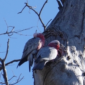 Eolophus roseicapilla at Symonston, ACT - 18 Jul 2019