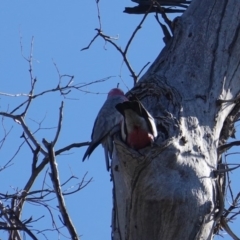 Eolophus roseicapilla at Symonston, ACT - 18 Jul 2019