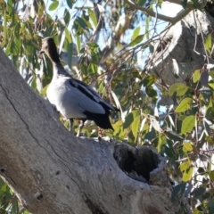 Chenonetta jubata (Australian Wood Duck) at Symonston, ACT - 18 Jul 2019 by JackyF