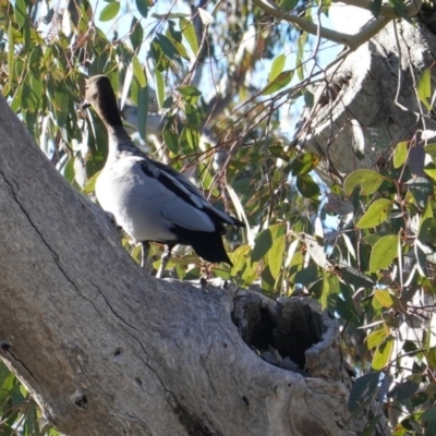 Chenonetta jubata (Australian Wood Duck) at Symonston, ACT - 18 Jul 2019 by JackyF