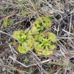 Drosera sp. (A Sundew) at Jerrabomberra Grassland - 23 Aug 2014 by michaelb