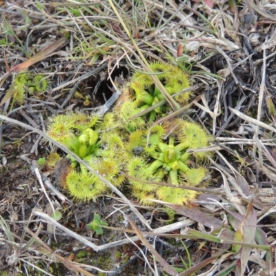 Drosera (genus) (A Sundew) at Hume, ACT - 23 Aug 2014 by MichaelBedingfield