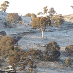 Eucalyptus melliodora (Yellow Box) at Banks, ACT - 12 Jul 2016 by michaelb