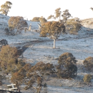 Eucalyptus melliodora at Banks, ACT - 13 Jul 2016