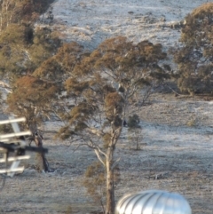 Eucalyptus melliodora at Banks, ACT - 13 Jul 2016