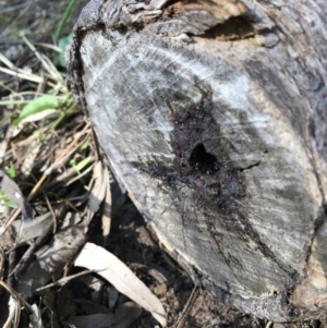 Tetragonula carbonaria at Doonan, QLD - suppressed