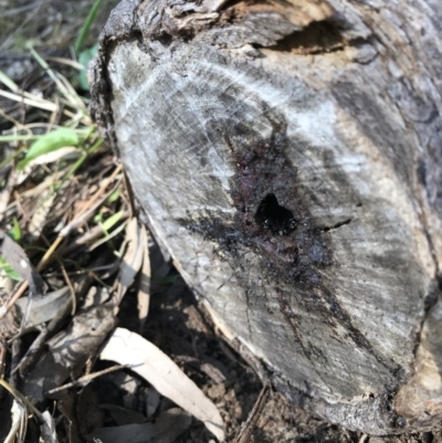 Tetragonula carbonaria (Stingless bee) at Doonan, QLD - 19 Jul 2019 by JBudgie