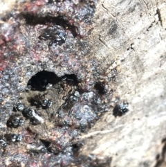 Tetragonula carbonaria at Doonan, QLD - 20 Jul 2019