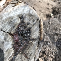 Tetragonula carbonaria at Doonan, QLD - suppressed