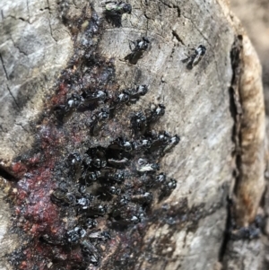 Tetragonula carbonaria at Doonan, QLD - suppressed