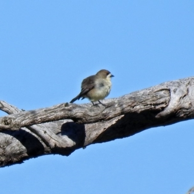 Aphelocephala leucopsis (Southern Whiteface) at Tharwa, ACT - 19 Jul 2019 by RodDeb