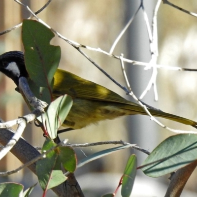 Nesoptilotis leucotis (White-eared Honeyeater) at Tennent, ACT - 19 Jul 2019 by RodDeb