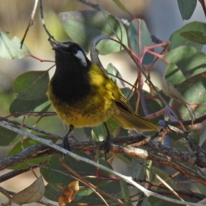 Nesoptilotis leucotis at Tennent, ACT - 19 Jul 2019