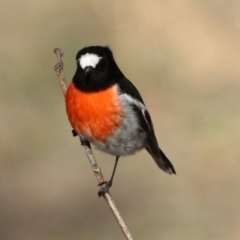 Petroica boodang (Scarlet Robin) at Paddys River, ACT - 19 Jul 2019 by RodDeb