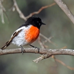 Petroica boodang at Paddys River, ACT - 19 Jul 2019 02:41 PM