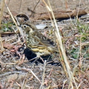 Pyrrholaemus sagittatus at Paddys River, ACT - 19 Jul 2019 02:33 PM