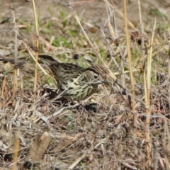 Pyrrholaemus sagittatus at Paddys River, ACT - 19 Jul 2019 02:33 PM