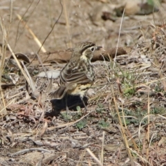 Pyrrholaemus sagittatus at Paddys River, ACT - 19 Jul 2019 02:33 PM