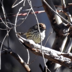 Pyrrholaemus sagittatus at Paddys River, ACT - 19 Jul 2019