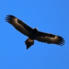 Aquila audax (Wedge-tailed Eagle) at Gordon, ACT - 19 Jul 2019 by RodDeb