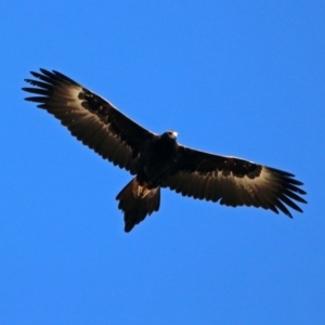 Aquila audax at Gordon, ACT - 19 Jul 2019 12:36 PM