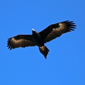 Aquila audax at Gordon, ACT - 19 Jul 2019 12:36 PM