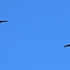 Aquila audax at Gordon, ACT - 19 Jul 2019 12:36 PM