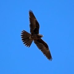 Falco subniger (Black Falcon) at Gordon, ACT - 19 Jul 2019 by RodDeb