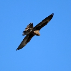 Falco subniger at Gordon, ACT - 19 Jul 2019 12:34 PM