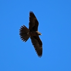 Falco subniger at Gordon, ACT - 19 Jul 2019 12:34 PM