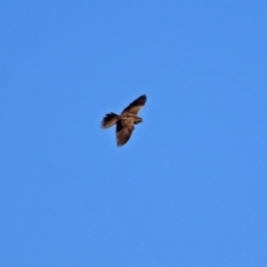 Falco subniger at Gordon, ACT - 19 Jul 2019 12:34 PM