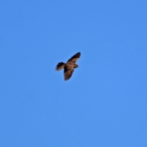 Falco subniger at Gordon, ACT - 19 Jul 2019 12:34 PM