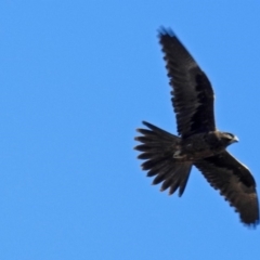 Falco subniger at Gordon, ACT - 19 Jul 2019 12:34 PM