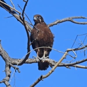 Falco berigora at Gordon, ACT - 19 Jul 2019