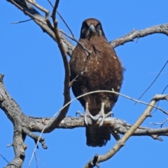 Falco berigora at Gordon, ACT - 19 Jul 2019