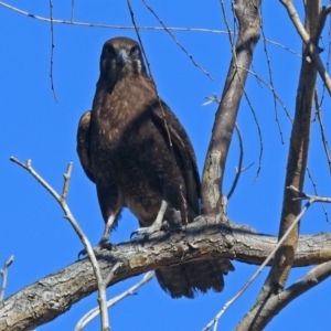 Falco berigora at Gordon, ACT - 19 Jul 2019