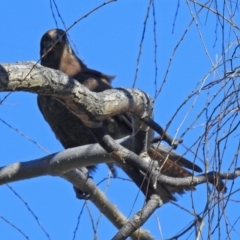 Falco berigora at Gordon, ACT - 19 Jul 2019