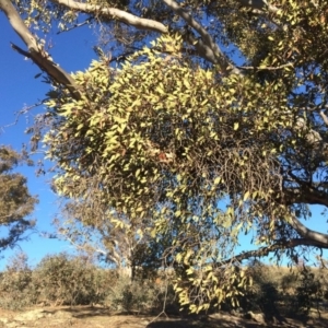 Muellerina eucalyptoides at Palmerston, ACT - 16 Jul 2019