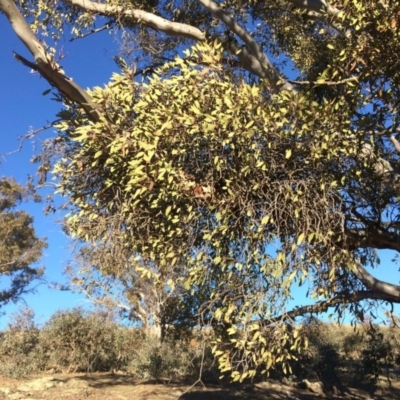 Muellerina eucalyptoides (Creeping Mistletoe) at Gungaderra Grasslands - 16 Jul 2019 by mcosgrove