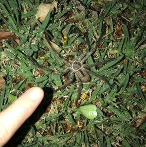 Isopeda sp. (genus) at Doonan, QLD - 28 Jan 2019