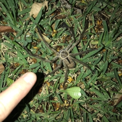 Isopeda (genus) (Huntsman Spider) at Doonan, QLD - 28 Jan 2019 by JBudgie